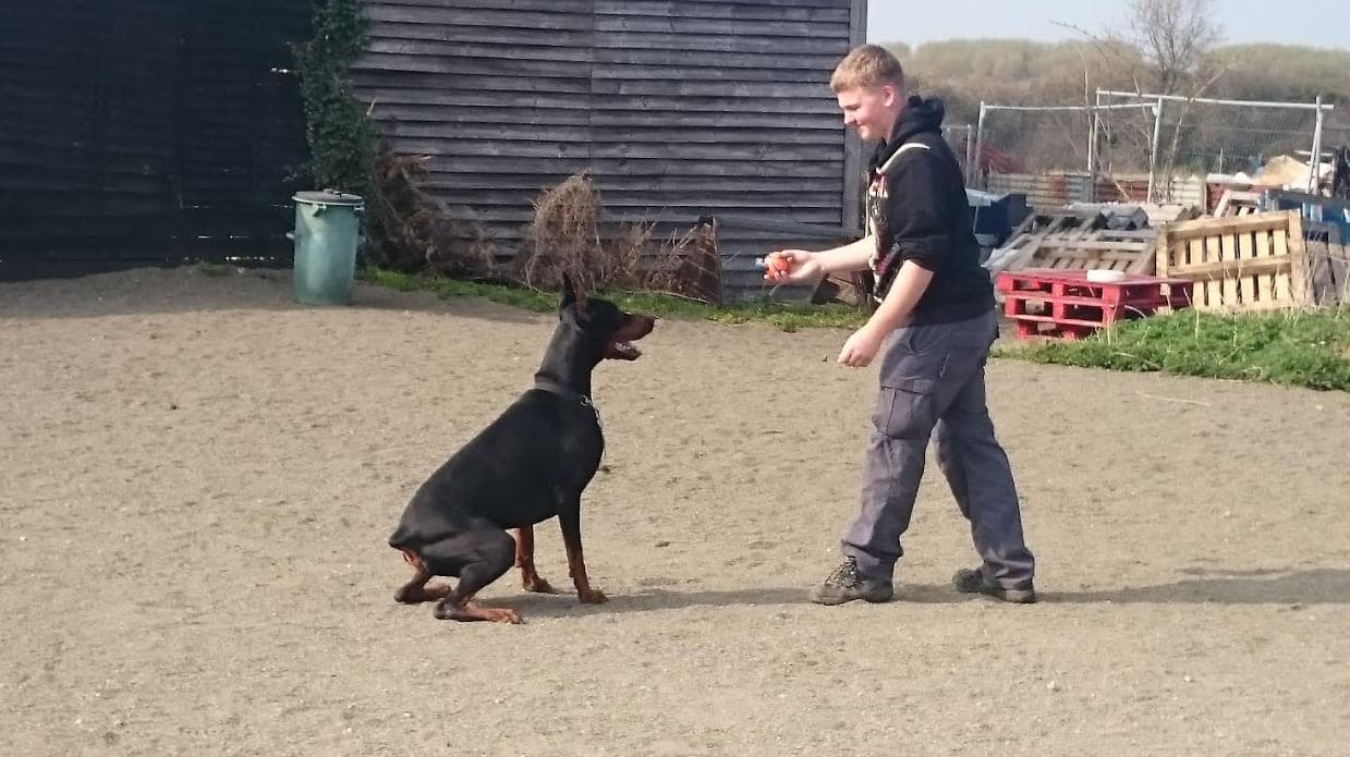 A young adult on an EYAI placement working with a dog in an outdoor training yard